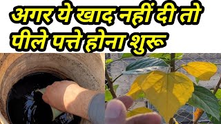 Compulsory Organic Fertilizer In Summers गर्मी मे पौधों को ये खाद ज़रूर दे [upl. by Ark]