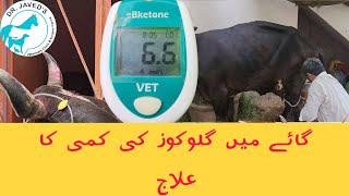 Severe Ketosishypoglycemialow Glucose level in cow diagnosis and treatmentdr javed khoso [upl. by Ainecey]