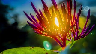 Morning Relaxing Music  Beautiful Nature And positive Energy Disley [upl. by Sollie]