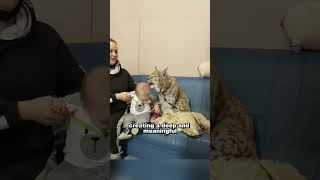 A familys love for a lynx knows no bounds animals shortsvideo lynx [upl. by Richman]