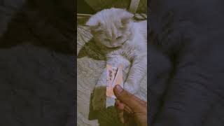 Billu se panga nhi lene ka 😂🤣☺catcatvideocatcomedyviralshortssnodai921 [upl. by Velasco]