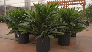 dracaena janet craig compacta  greengate Garden Centres [upl. by Tound]