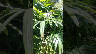 Raphis excelsa 🌿 gardeningflowers jardin plants garden [upl. by Klinges]