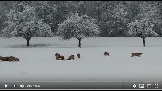 Schweinespass im Schnee [upl. by Yllah]