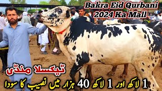 Today Taxila Mandi Latest Update 10 May 2024  Naseeb Ka Soda Bakra Eid Qurbani Bhatta Chowk Mandi [upl. by Anier]