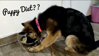 German Shepherd Puppy Diet In Hindi  Gsd Puppy loves to eat Eggs  German Shepherd Dog Diet [upl. by Schrader]