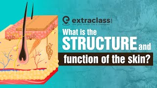 What is the structure and function of the skin  Biology  Extraclasscom [upl. by Katheryn594]