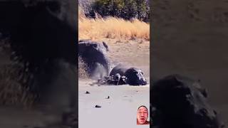 Thought hippo was attacked and killed animalsattack wildlife hippo elephant bbcuntamedbeasts [upl. by Engedus255]