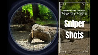 Sniper kills Komodo Dragon  Sniper shoot viralvideo nationalgeographic youtubevideo [upl. by Ellennad533]