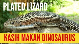 KASIH MAKAN KADAL DINOSAURUS  PLATED LIZARD GERRHOSAURUS MAJOR [upl. by Noreg]