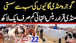 Today Gojra Maweshi Mandi  Cows Fresh Rates Update  Cow Mandi 2024 [upl. by Murton]