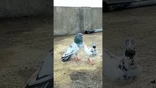 New viyarl shotsampvideos PIGEON 🐦 8979kabootarandakaisedetehain [upl. by Schwab]