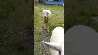 Manggil mbe mbe viralvideo animals shaunthesheep [upl. by Padraig]