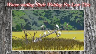 Understanding How the Tide Table Chart Works Waterwading Birds Waiting for Low Tide [upl. by Iow]