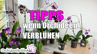 Orchidee verblüht was tun [upl. by Metzgar100]