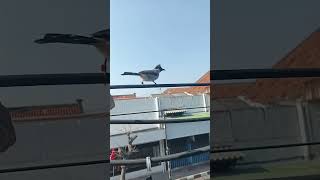 Saat burung nya pulang kerumah [upl. by Godart]