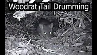 Woodrat Tail Drumming [upl. by Llehsar]