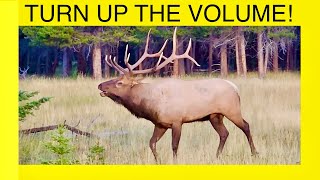 5 Minutes of BULL ELK BUGLING … Turn Up The VOLUME [upl. by Itsirhc]