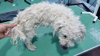 Grooming A MATTED Maltese Dog [upl. by Anivas630]