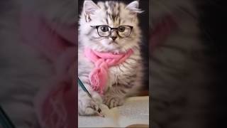 CUTE CAT VIDEO shortsvideo shorts [upl. by Notsuj102]