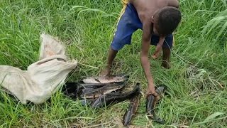 Papuan children fishing for snakehead fish [upl. by Gahan820]