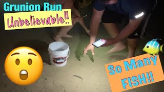 Grunion Run 2020 So Many Fish Unbelievable [upl. by Cyrie]