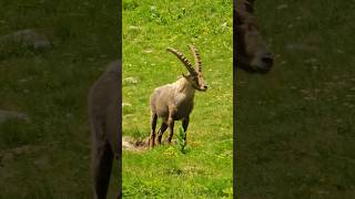 Bouquetin  Lac de Trécolpas Mercantour shorts francenature nature animals [upl. by Osana]