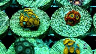 Lets talk Corals  Zoanthids  Palythoas [upl. by Asum]