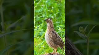 The sound of quail birds quail singing [upl. by Waite]