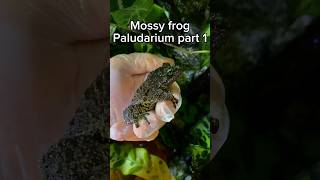 Mossy frog paludarium build part 1 frog treefrog frog amphibian paludarium reptiles [upl. by Vivica]