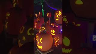 Jack OLantern Glow Opens  Cincinnati Zoo shorts [upl. by Idurt]