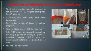 Mass multiplication of trichogramma and their laboratory host Corcyra cephalonica by Navneet Mahant [upl. by Noirret316]