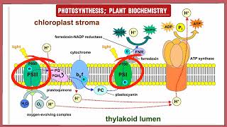 Photosynthesis  phase 1 Reaction  The Biochemistry Academy [upl. by Maxa641]