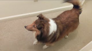 Trying to stop a sheltie barking when her best friend comes home [upl. by Ozneral]