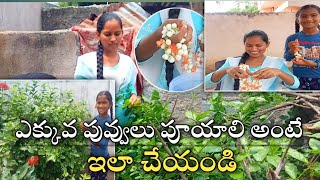 How to grow Jasmine plant at Home  మా మల్లె చెట్టు కి ఎన్ని పువ్వులు పూసయో చూడండి  Jasmine plant [upl. by Gravante]