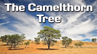 Photographing the Camelthorn Tree  Kameeldoring of The Kgalagadi Transfrontier Park and Photography [upl. by Limaj]