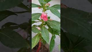 Impatiens flowerbalsam seeds collectionamazinggarden [upl. by Aihsyla]