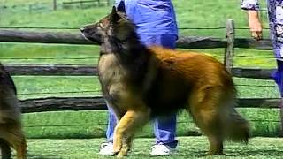 Belgian Tervuren  AKC Dog Breed Series [upl. by Zoubek]