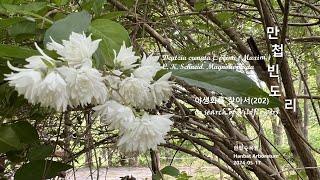 만첩빈도리 Deutzia crenata 야생화를 찾아서202 in search of wildflowers 한밭수목원 Hanbat Arboretum [upl. by Rees]