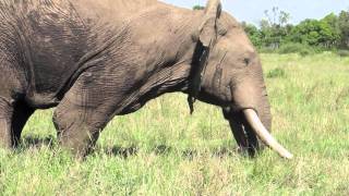 Musth male elephant behavior  Mara Conservancy [upl. by Tolland]