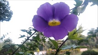 Thunbergia Erecta Purple Flower Plant [upl. by Riay]