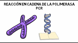 Reacción en cadena de la polimerasa PCR [upl. by Ayerhs148]