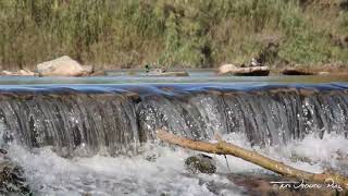 Lavanderas Blancas y Ánades Reales en la Cascada [upl. by Clova]