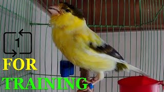 For training Canary singing Russian singer canary singing Canto de canario bird sounds [upl. by Darelle558]