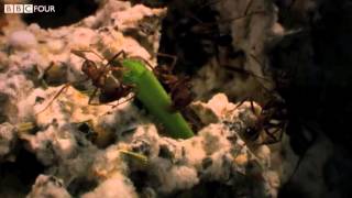 Grasscutter Ants Cultivating Crops  Insect Worlds  Episode 2 Preview  BBC Four [upl. by Earised598]