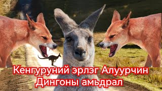 Австралийн алуурчин Динго нохойны түүх Гоё Түүхүүд Goy tuuhuud mongol heleer kino duu 2024 [upl. by Acinahs]