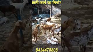 इस तरह से करें नमी मुक्त बकरी फार्म का निर्माण Kushwaha Goat Farm Patna [upl. by Oiramad]