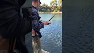 CATCHING DINKS AT IRVINE REGIONAL PARK fishing [upl. by Alleunam]