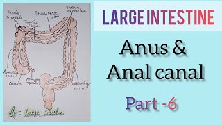 largeintestine  Anal canal and anus  part 6 [upl. by Eversole]