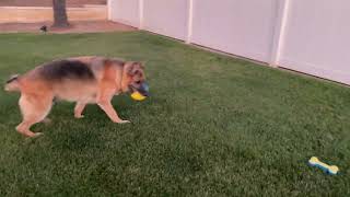 German Shepherd Playing [upl. by Mccormac30]